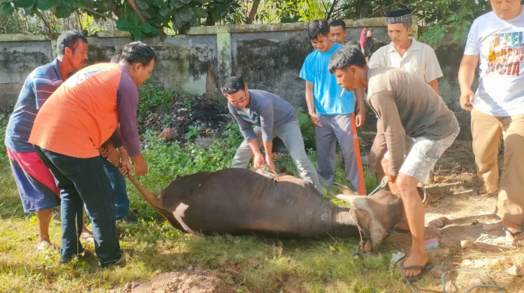 SLB Manggar Belitung Timur Bagikan Daging Kurban untuk 131 Siswa