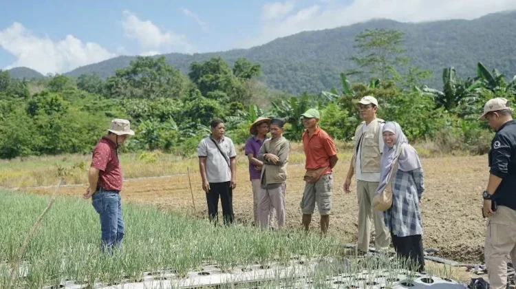 Bateng Dijadikan Sentra Pengembangan Bawang Merah & Cabai di Bangka Belitung