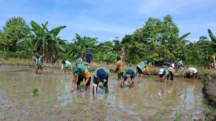 Desa Kerakas Perkuat Ketahanan Pangan dengan Gerakan Tanam Padi
