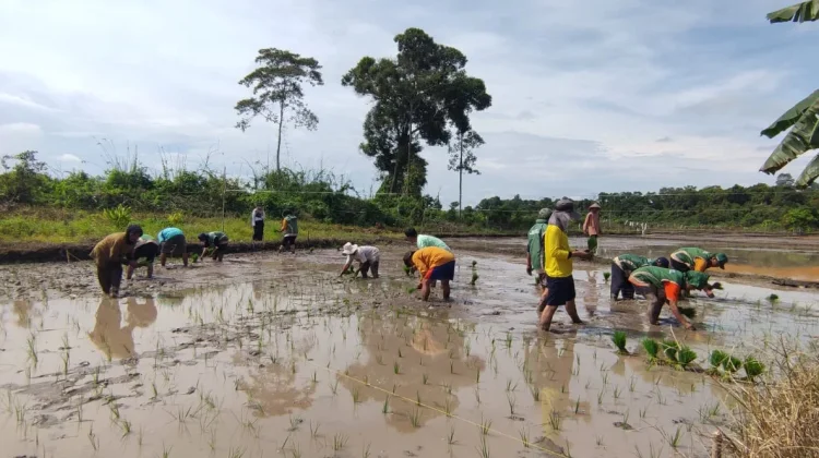 Gunakan Varietas Inpari 32, Petani Kerakas Bidik Hasil Panen Maksimal