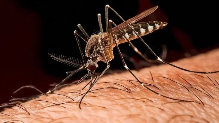 Dinkes Bateng Terapkan Surveilans Malaria Libatkan Faskes & OPD