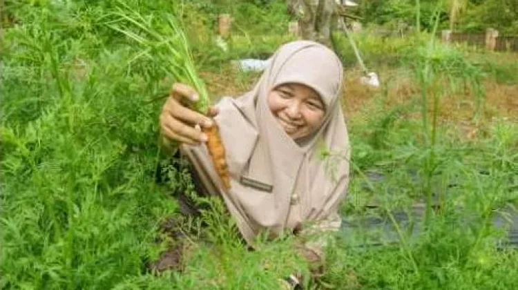 DPKP Yakin Wortel Bisa Menjadi Komoditas Unggulan Pertanian Bateng