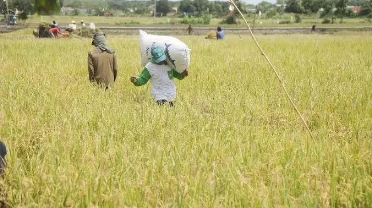 Ratusan Petani Padi di Babar Mendapat Bantuan Pupuk Subsidi dari Pemda
