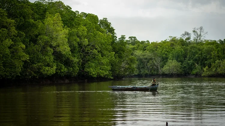 Pemprov Babel Targetkan Pengelolaan Mangrove Terpadu Berkelanjutan