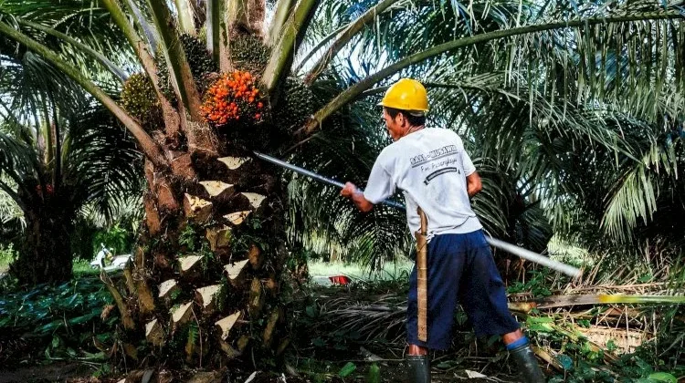 Bupati Algafry Siap Tindak Tegas Perusahaan yang Tidak Patuh Ketentuan Harga TBS