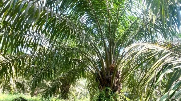 Perusahaan Sawit Wajib Patuh pada Harga TBS