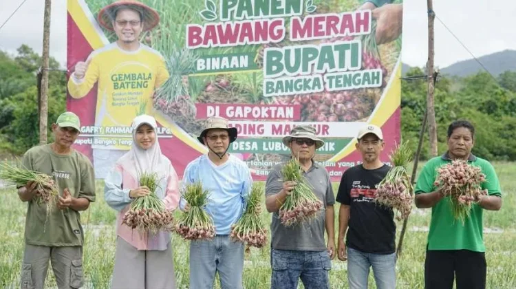 Bupati Algafry Panen Bawang Merah & Semangka di Lubuk Besar