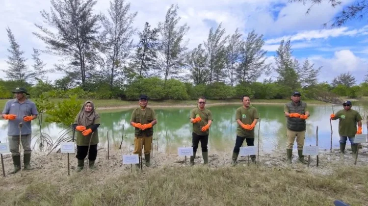 PLN Tanam 500 Pohon Bakau di Pantai Takari Sungailiat
