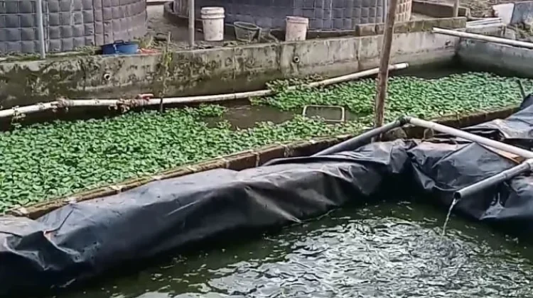 Peternak Lele Rambak Sukses Pasok Pasar Sungailiat