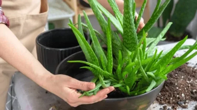 Lidah Buaya Alami untuk Melembapkan Kulit