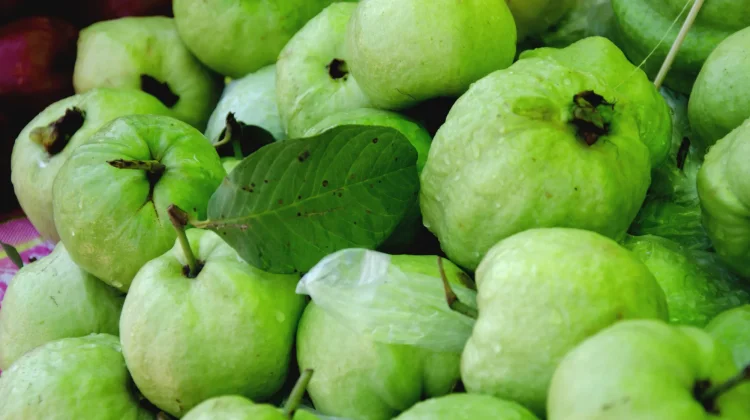 Pedagang Buah, Ellen: Permintaan Jambu Biji Meningkat