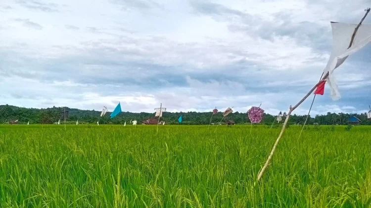 Bangka Optimalisasi Luas Lahan Sawah 214 hektar