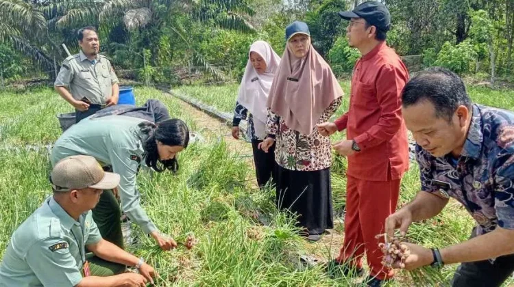 Bupati Algafry Panen Bawang Merah di Lubuk Besar