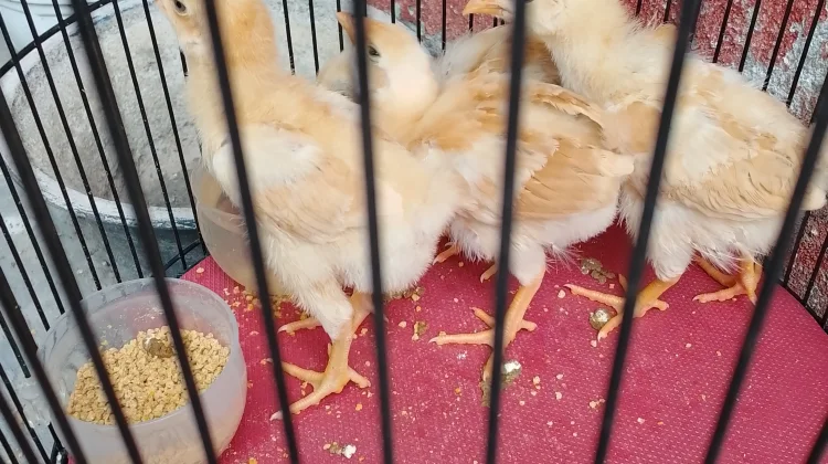 Pilih Pelihara Ayam untuk Ketahanan Pangan Mandiri