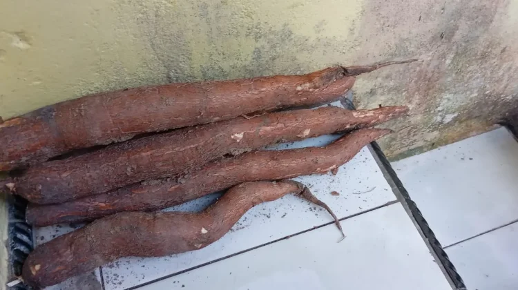 Singkong Masih Diminati di tengah Gempuran Kuliner Modern