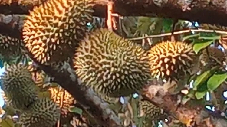Musim Durian Diserbu Peminat, Pedagang Musiman Kebanjiran Pembeli
