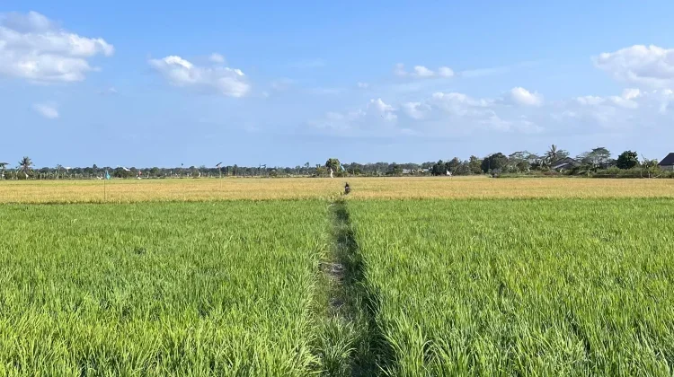 Bateng Miliki Lahan Sawah Potensial 258 Hektar