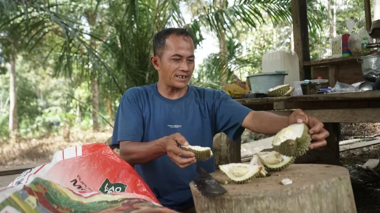 Petani Durian Mandiri Raup Omzet Ratusan Ribu per Hari
