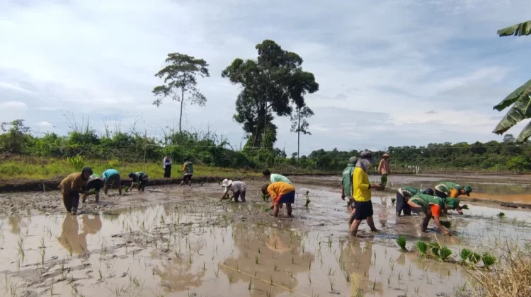 Kemarau Panjang Diperkirakan Terjadi hingga Oktober