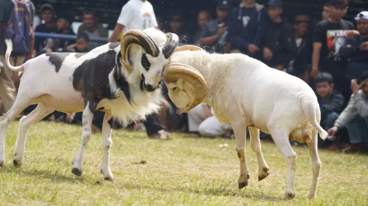 Mengenal Domba Garut, Tradisi Budaya dari Tanah Sunda