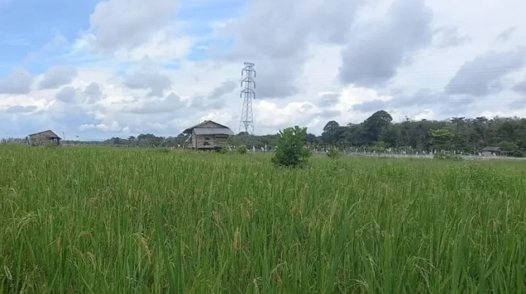 Petani Diminta Atur Waktu Tanam Hadapi Musim Kemarau
