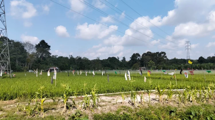 Bangka Perkuat Kolaborasi Ribuan Petani, Optimalisasi Lahan Sawah