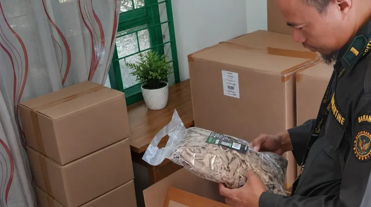 Daun Manggis Kering Asal Babel Tembus Pasar Inggris