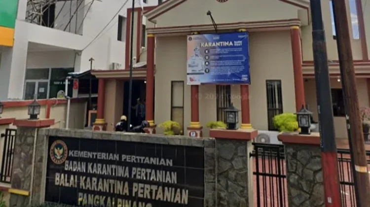 Karantina Babel Catat Tren Positif Ekspor Daun Manggis dan Daun Ketapang