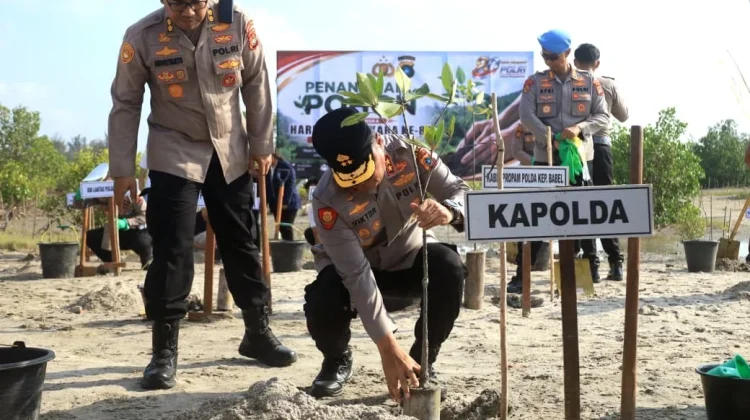 Reklamasi Pantai Rebo: Polda Babel Tanam 3.000 Mangrove dan Cemara di Lahan 3 Hektare