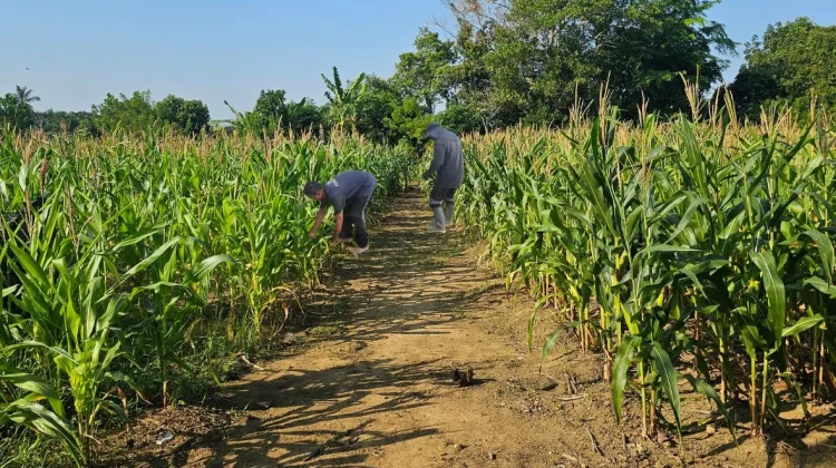 Jagung Hibrida Budidaya Lapas Pangkalpinang Siap Dipanen Akhir Juli