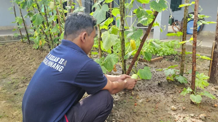 Mentimun Giok jadi Komoditas Baru Pembinaan Kemandirian Lapas Pangkalpinang