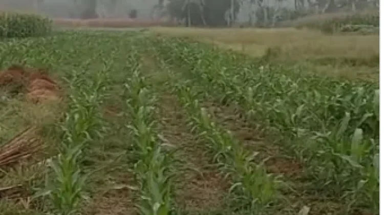 Petani di Bangka Pilih Tanaman Sedikit Air di Musim Kemarau