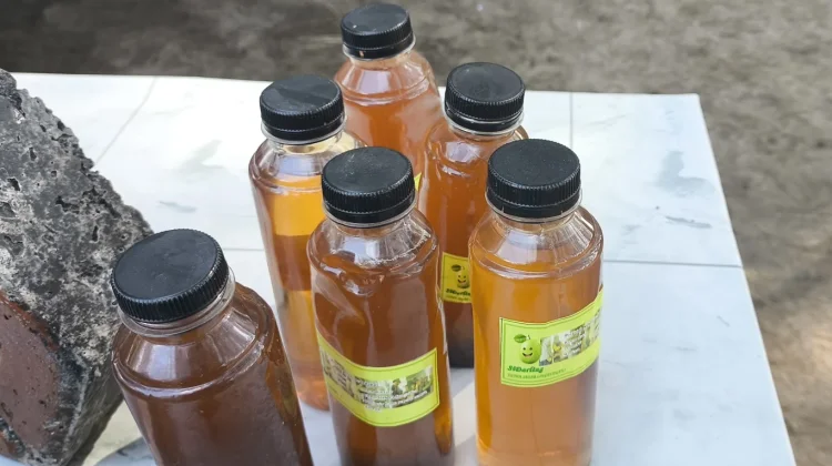 SDN 24 Sungailiat Produksi Pestisida dari Buah Bintaro