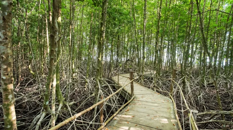 Mangrove Teluk Kelabat dan Pulau Dante Status Kritis