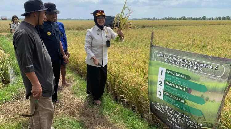 Kompos Warga Binaan Lapas Pangkalpinang Dongkrak Panen 1,2 Ton Gabah di Desa Rias