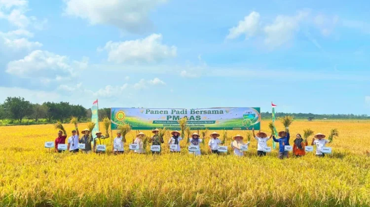 Wabup Basel Panen Padi dengan Sistem Pertanian Modern PM-AAS
