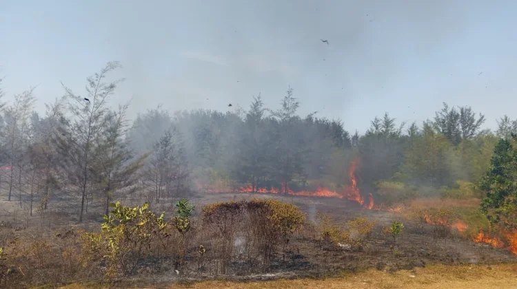 Lintas Timur dan Pesisir Pantai Belinyu Zona Rawan Kebakaran