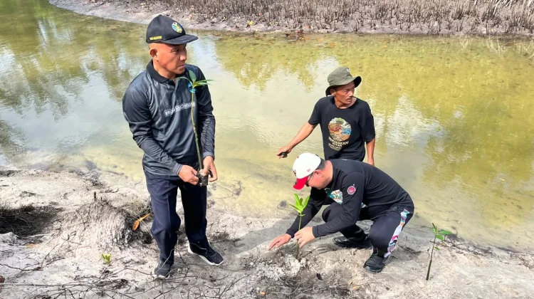 Tanam 3.500 Bibit Mangrove, Belitung Timur Lindungi Pesisir dari Abrasi
