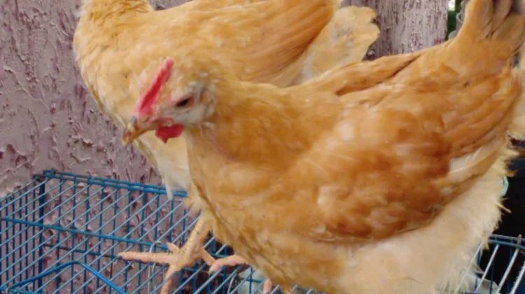 Ayam Merawang Jadi Pilihan untuk Ketahanan Pangan Keluarga