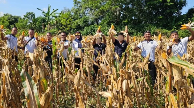 Lapas Pangkalpinang Panen 441 Kg Jagung Pipil
