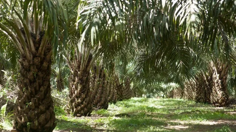 APKASINDO : Kebun Plasma 20 persen PT. GML Siap Dibagikan Kepada Masyarakat