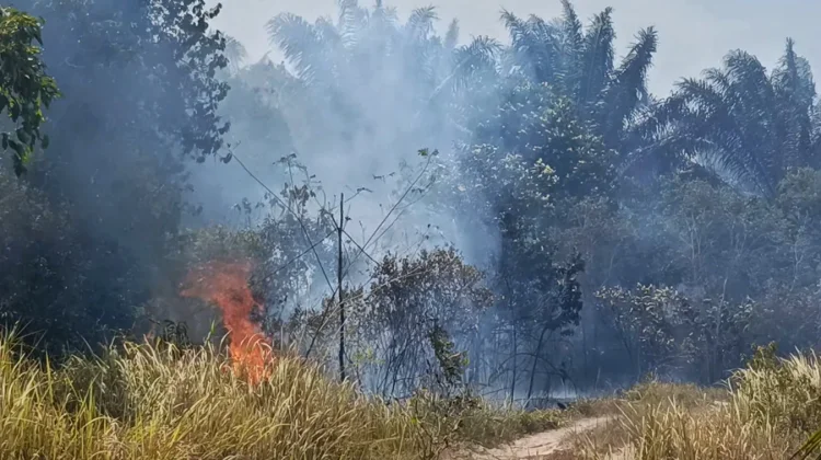 Kemarau, Api Melalap Empat Hektar Lahan di Arung Dalam
