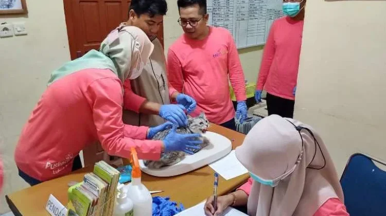 Puskeswan Koba-Lubuk Besar Laksanakan Kastrasi Kucing Gratis