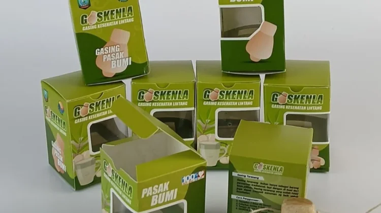 Gaskenla Olah Pasak Bumi Jadi Minuman Herbal Berbasis Potensi Lokal Desa Lintang
