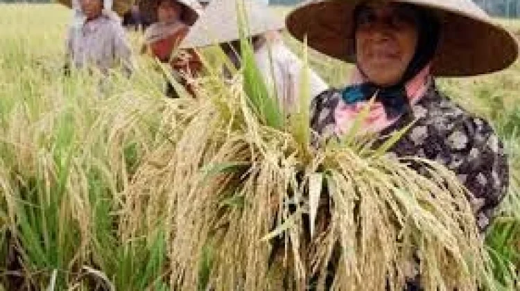 Indonesia Swasembada Delapan Komoditas Pangan, Petani Babel Ikut Bangga