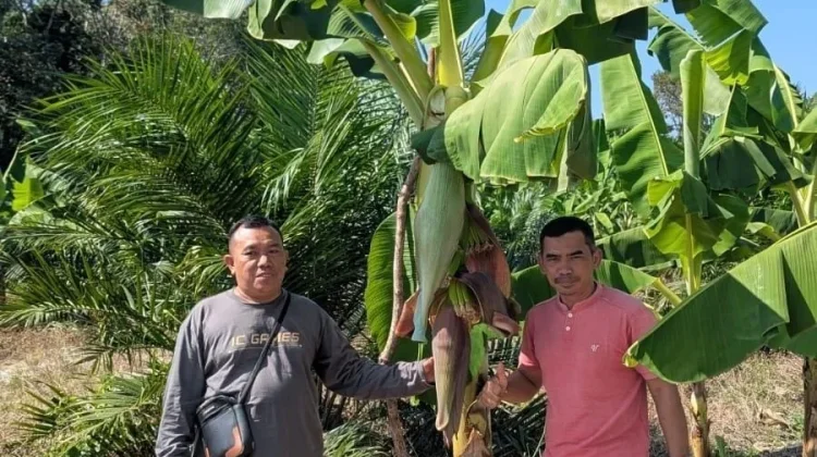 Ponpes Bahrul Ulum Tanam 2.000 Pisang Cavendish, Target Hasil Rp160 Juta
