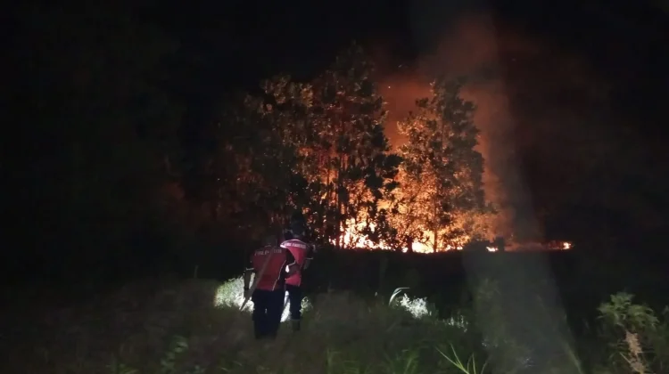 Lebih 300 Hektare Lahan Terbakar, Damkar Bangka Kewalahan Keterbatasan Armada