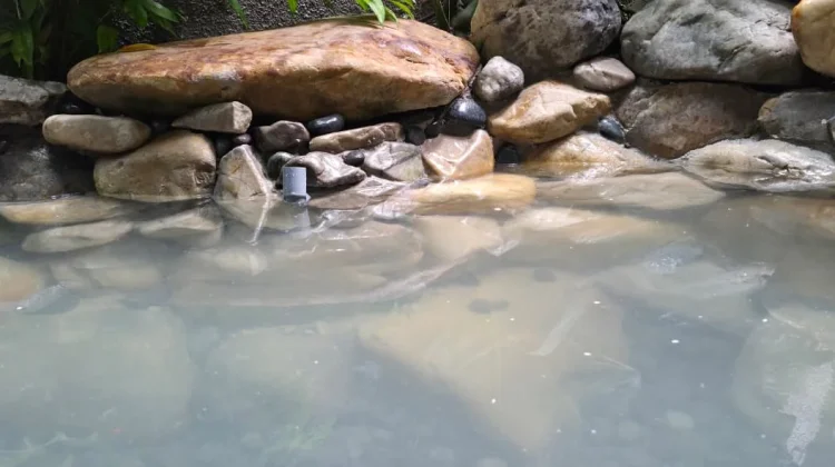 Kolam Ikan di Rumah: Obat Penat Murah ala Dewi dan Albi