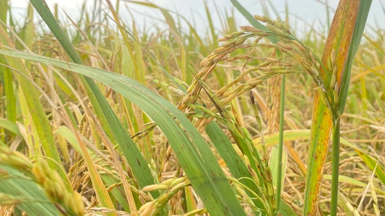 DPKP Babel Minta Petani Bijak dan Efektif Kelola Air