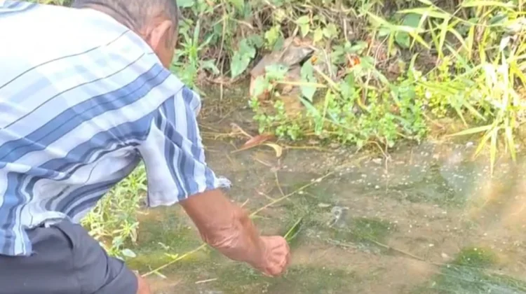 Sungai Surut, Lumut Hijau Jadi Umpan Jitu Pemancing Bangka